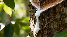 Natural Rubber Sep 30 Update