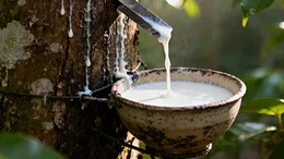 Oct 15th: Qingdao Rubber Price Update