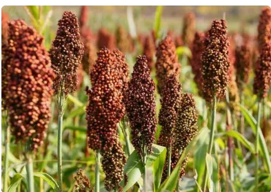 sorghum