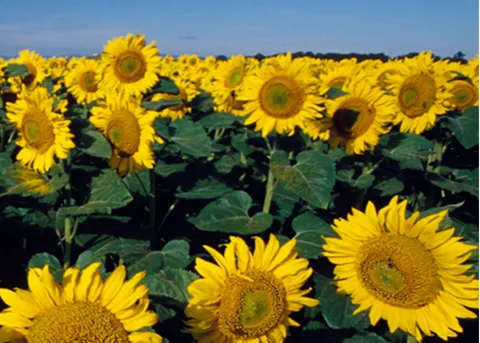 الزيت الصالح للأكل