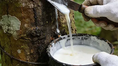 Natural Rubber Market Update (January 6)